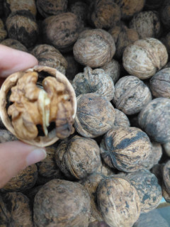 گردو